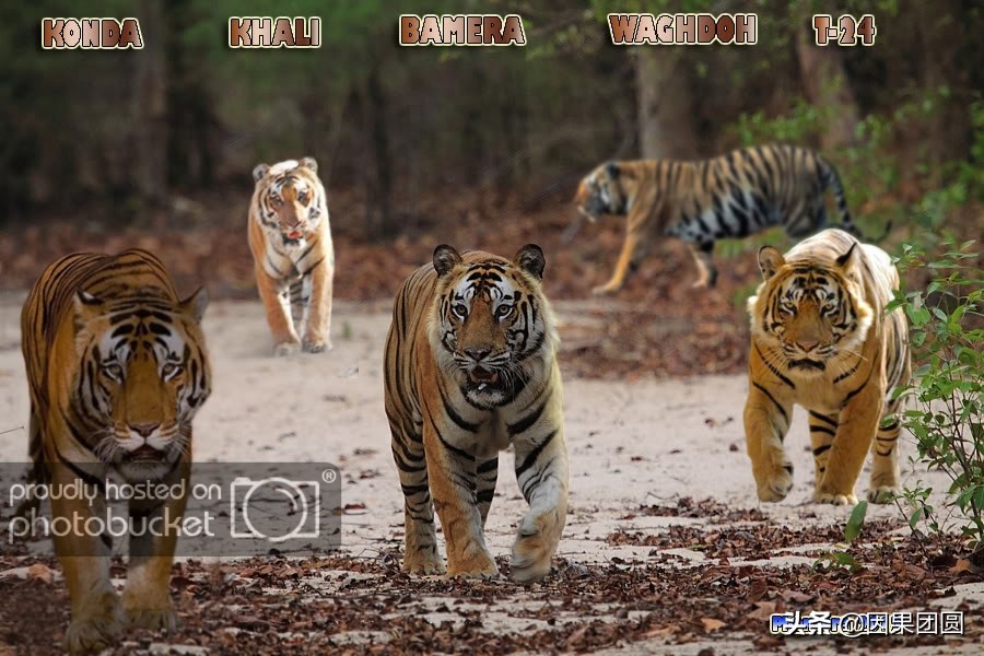 虎王拉贾孩子,虎王拉贾儿子怎么死的