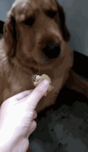 二哈碰到蜜蜂视频,被蜜蜂叮到二哈