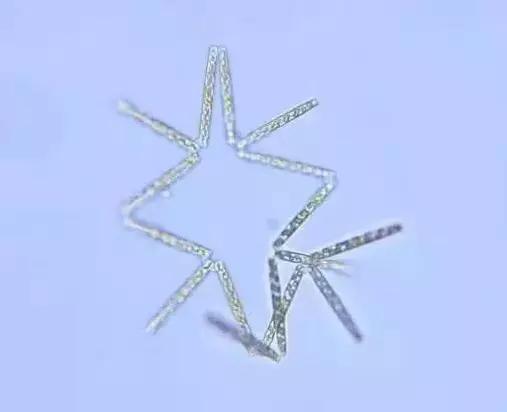 水产养殖业藻类的生命周期,水产养殖常见藻类植物