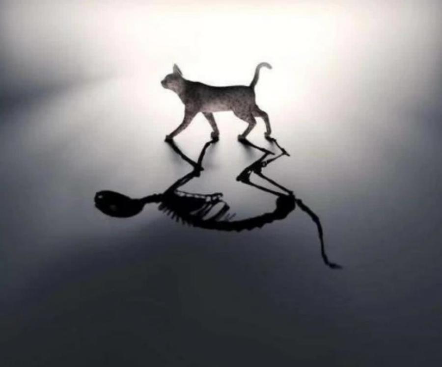 爱因斯坦和玻尔的争论,爱因斯坦和玻尔薛定谔