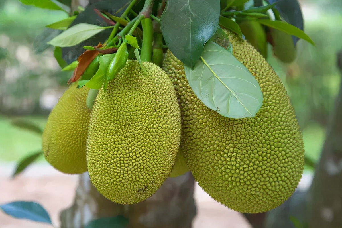 八种不常见但又很美味的水果,最有逼格的五种水果