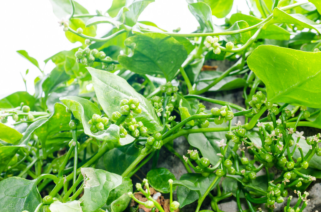 100种常见园林图鉴,列举20类不同的园林花卉