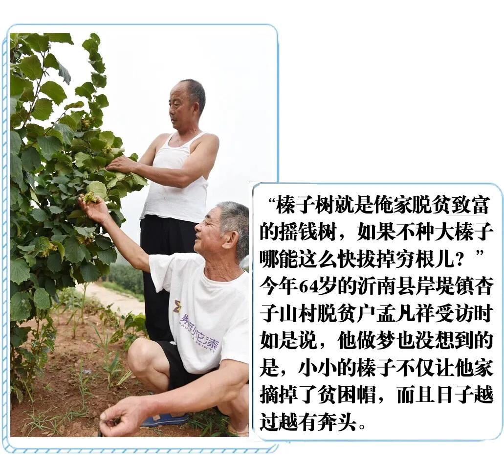 榛子东北榛子树,大榛子致富果