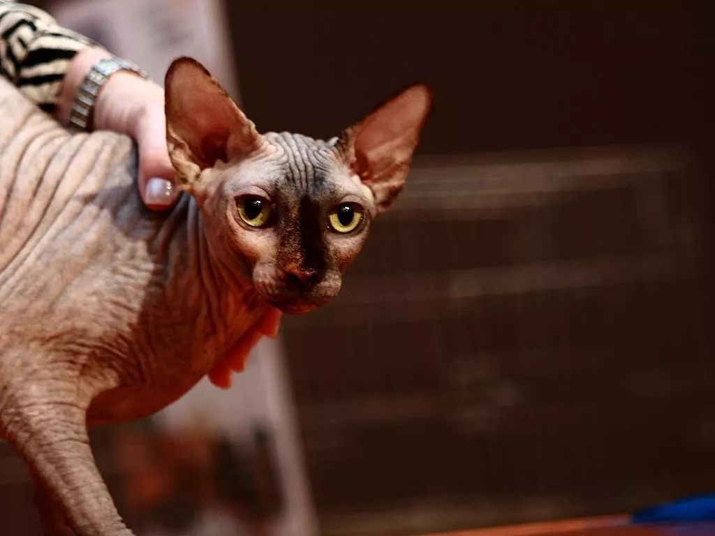 猫毛辟谣,有人说猫毛过敏怎么回答