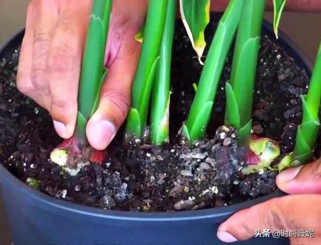 姜皮怎么发绿芽,姜去皮在水里还能发芽吗