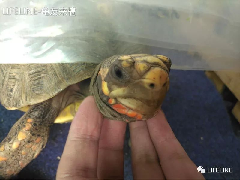 红腿陆龟如何家庭散养,广东红腿陆龟养殖方法