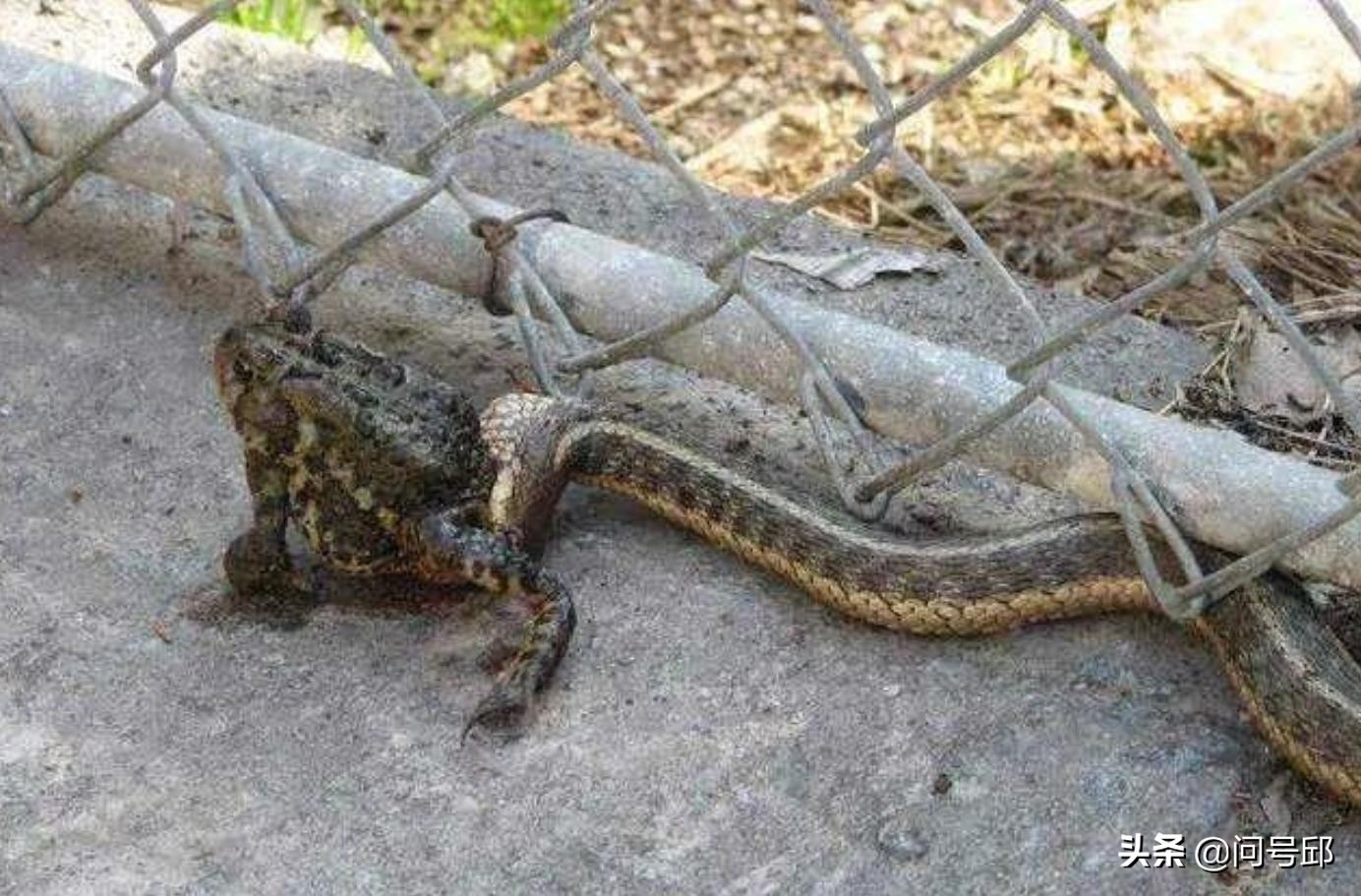 大自然的可怕：蛇把头伸进活青蛙的身体里吞下它们的内脏