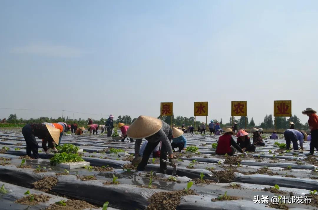 不负好春光文章,不负好春光的上一句