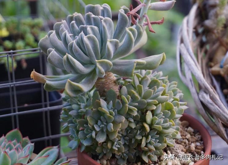 多肉特玉莲耐冻吗,多肉特玉莲叶片是心形吗