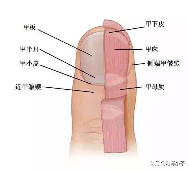 指甲老往肉里长一碰就痛怎么办,趾甲根部嵌甲怎么办