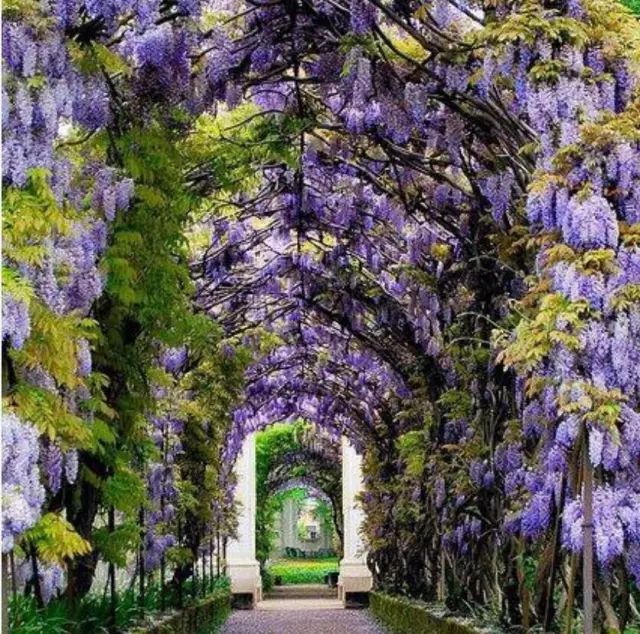 紫藤中最有名的品种叫什么名字,非常好种不需要太阳的紫藤品种