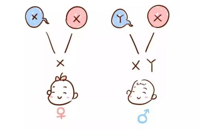 科学揭秘胎儿性别形成过程,可以决定胎儿性别的科学手段