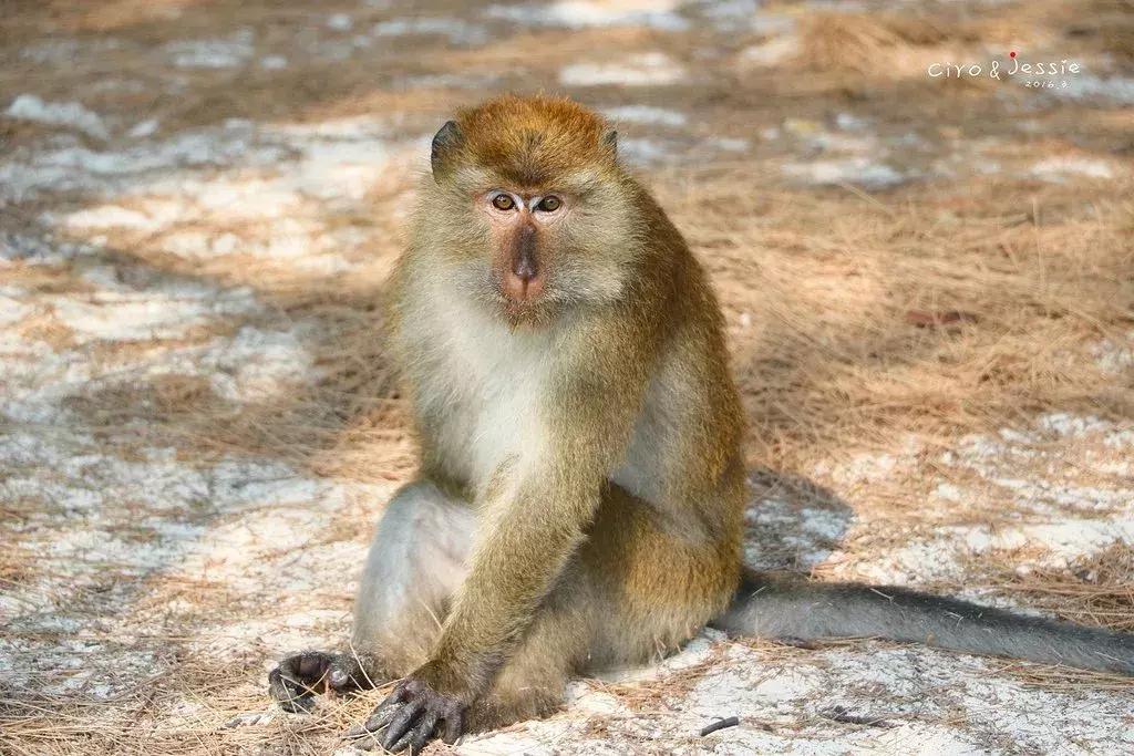 到兰卡威旅游有哪些攻略,最全的兰卡威攻略