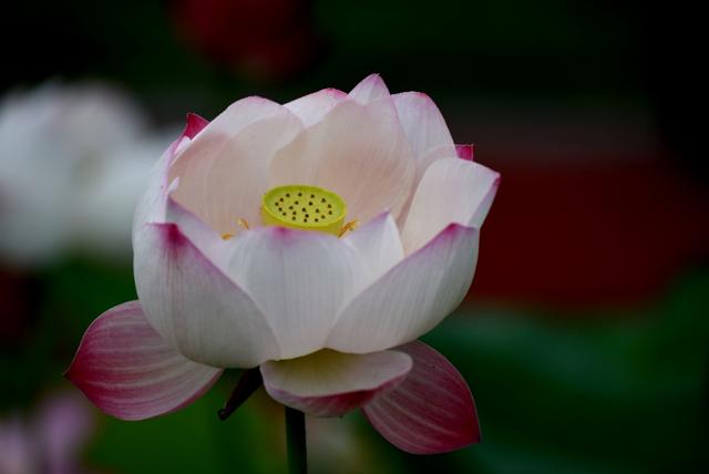 最美的荷花诗句,一起赏荷花的诗词歌赋