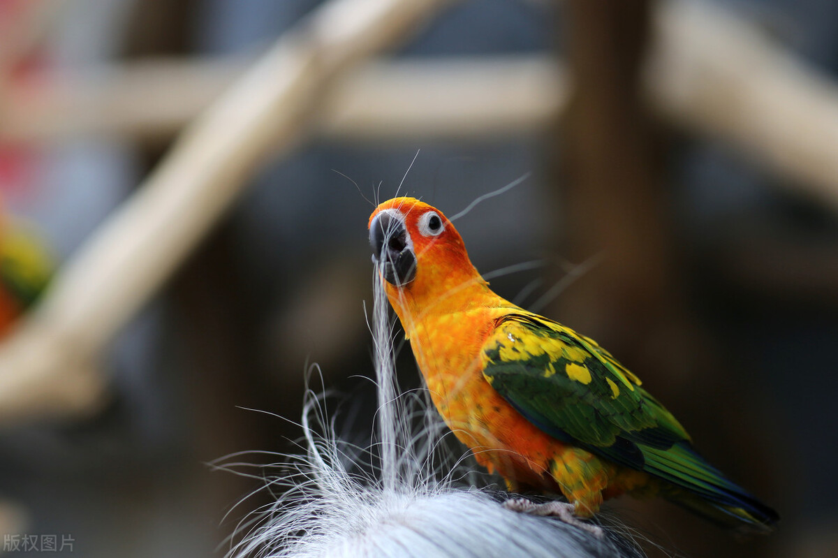 八哥拉屎是稀的为什么,八哥幼鸟拉白色的稀屎要紧吗