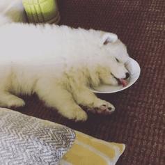 狗犬瘟后期还有救吗,我家狗这是懒到什么程度