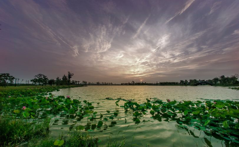 常德，那些惊艳夏日的荷花