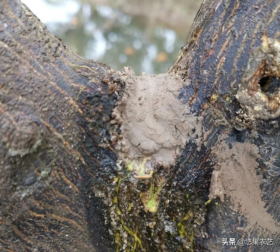 柑橘天牛防治可以管多长时间,柑橘天牛危害时间