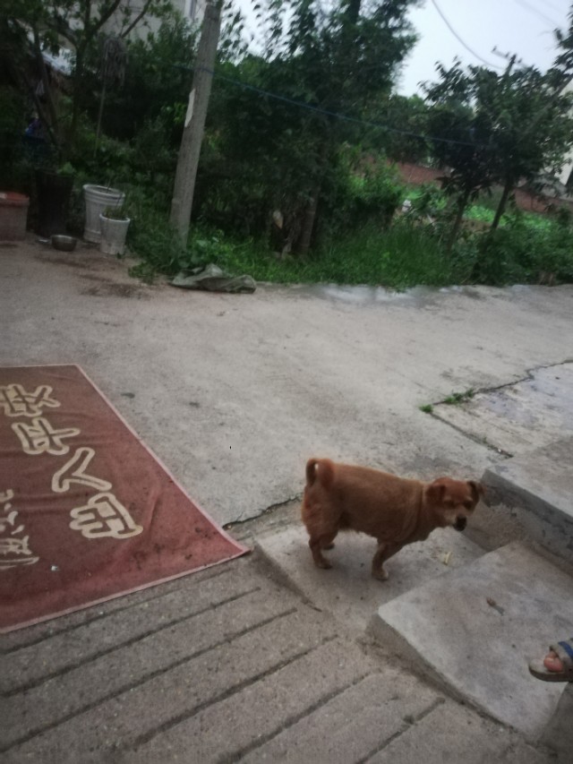 大哥和球球直播趣事,球球生活趣事视频