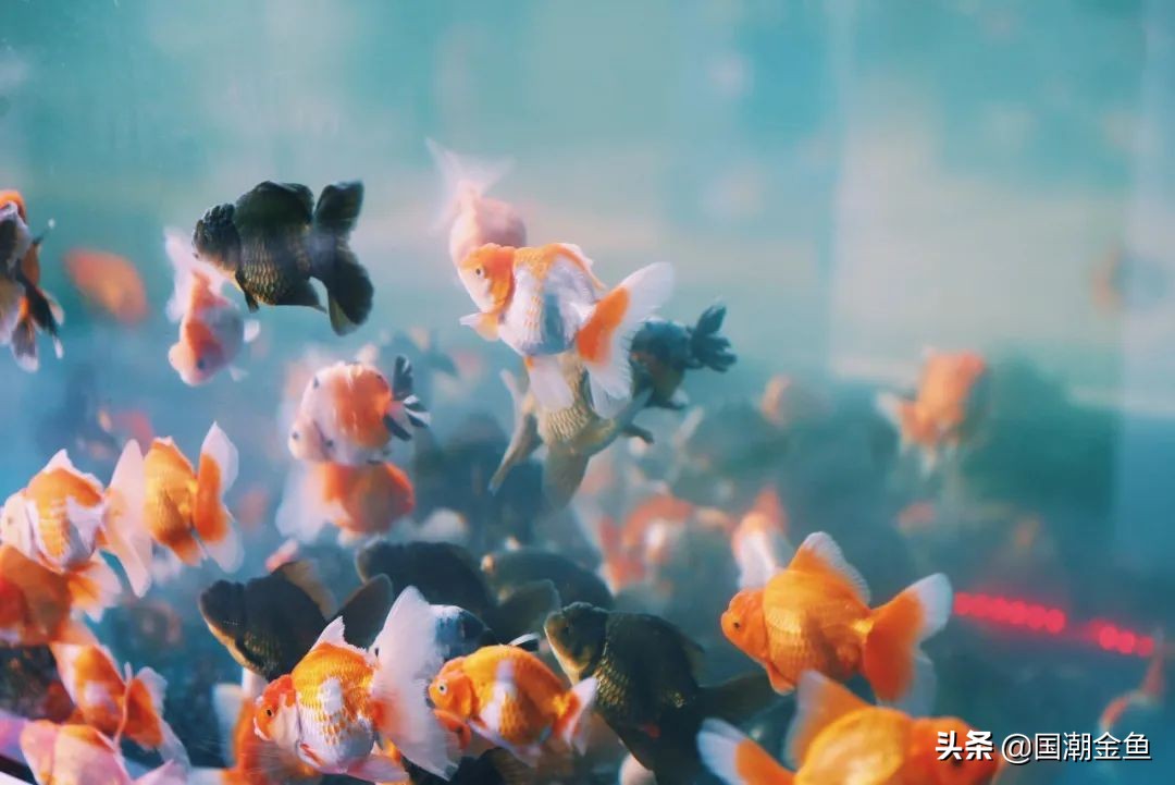 百年非遗福州观赏金鱼培育技艺,国粹传统金鱼