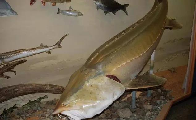 名贵的六种鱼你吃过几种,20种名贵海鱼