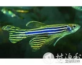 学科教学生物真题,生物教学中各种模型