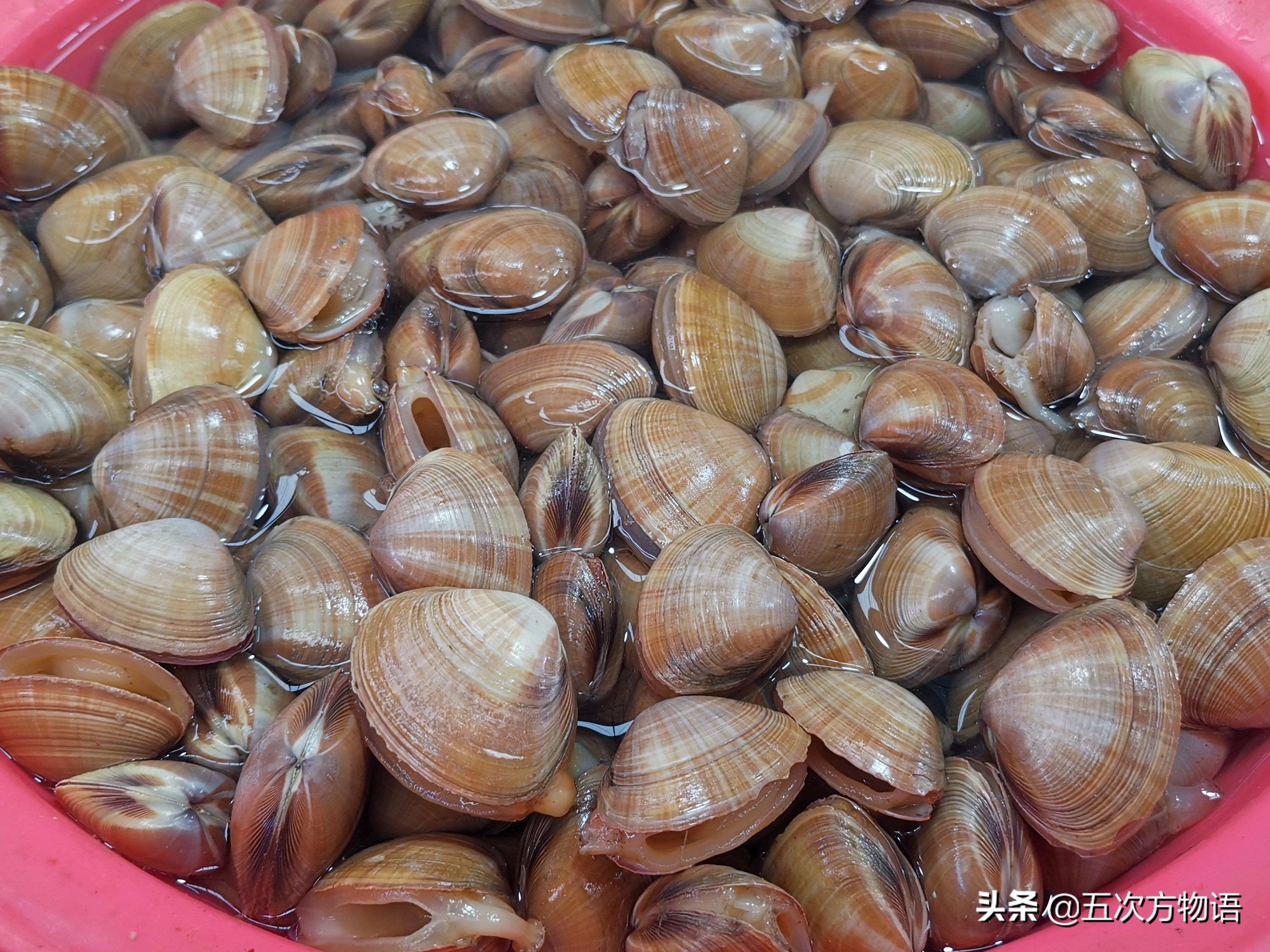 好吃的贝类品种大全,青岛贝类海鲜有哪些品种