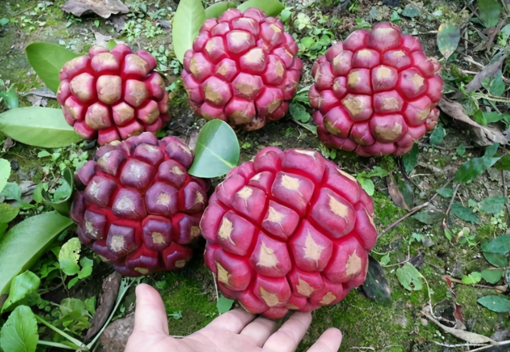 长得像超大荔枝是什么品种,像荔枝但是很大的水果