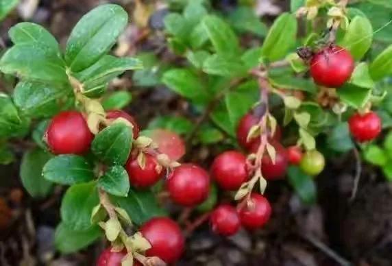 80后90后农村儿时零食野果,在海南儿时吃的野果还记得几种