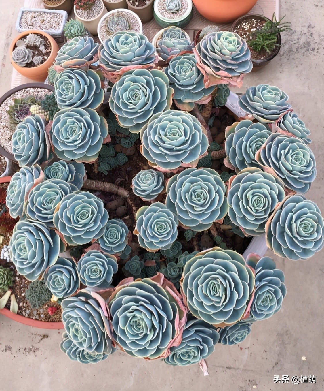 养了4年的玉蝶，不但没有“摊饼”，反而变成爆盆状态