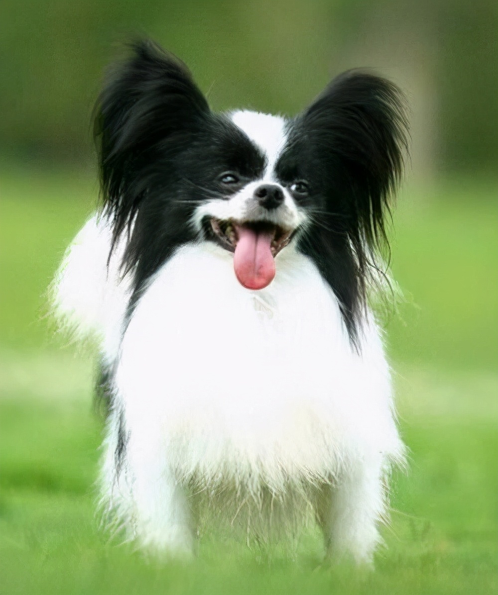 新手养哪种狗狗比较好小型犬,什么狗最好养又听话又粘人小型犬