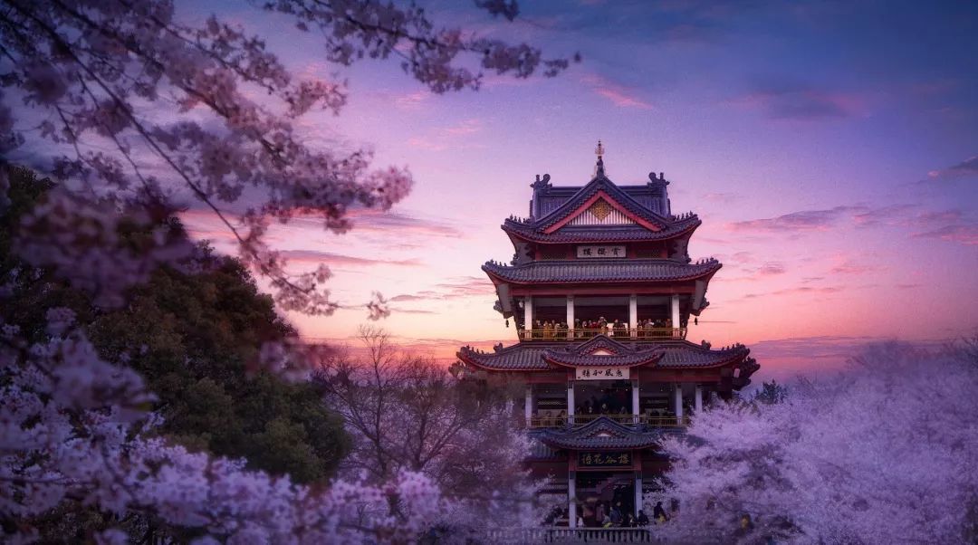 三大赏樱胜地哪个地方樱花最多,国内赏樱花的最佳地点