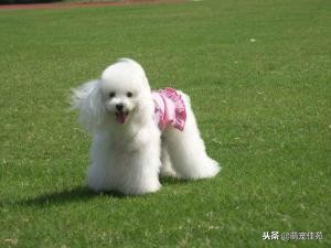 泰迪（犬类品种）”一般是指“贵宾犬（犬类品种）