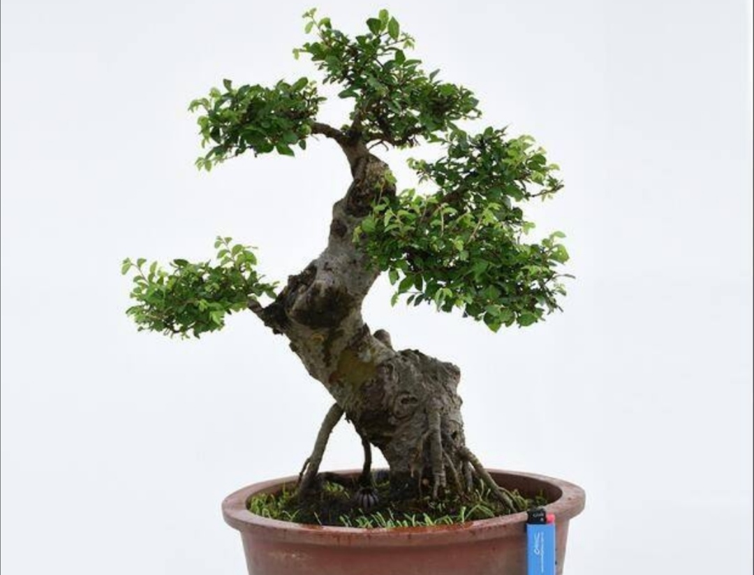 榆树疙瘩怎么制作盆景,榆树疙瘩盆景制作技巧