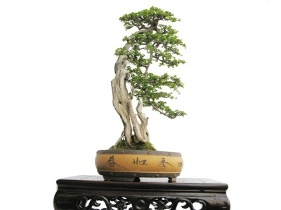 对节白蜡盆景造型大全,对节白蜡盆栽养殖方法