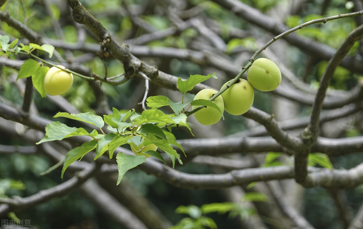 青梅10块钱一斤,青梅现在卖多少钱一斤