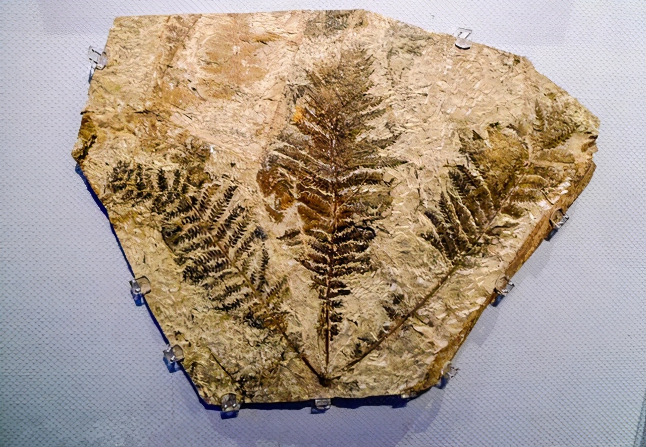 我国发现奇异福建龙化石在哪里,云南发现奇异罗平龙化石