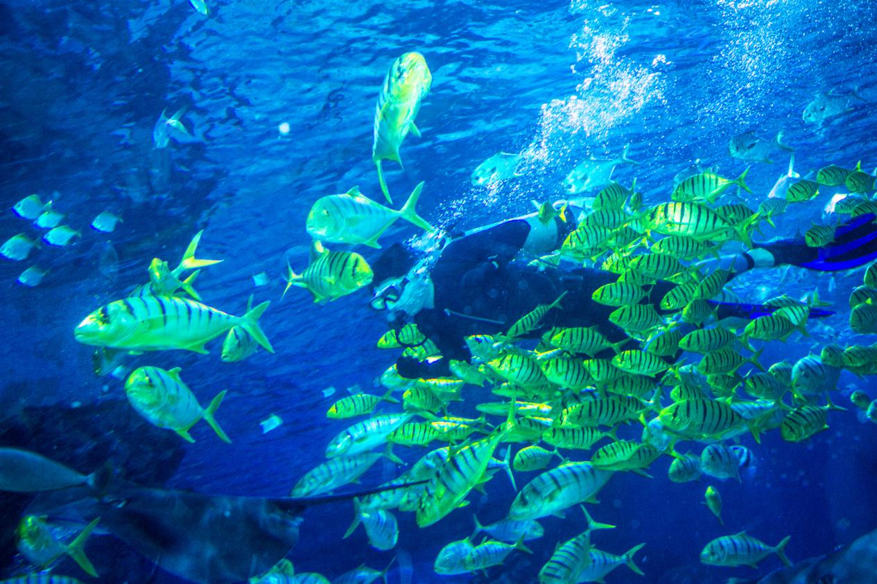 天津海昌极地海洋公园攻略详细,天津海昌极地海洋公园详细攻略