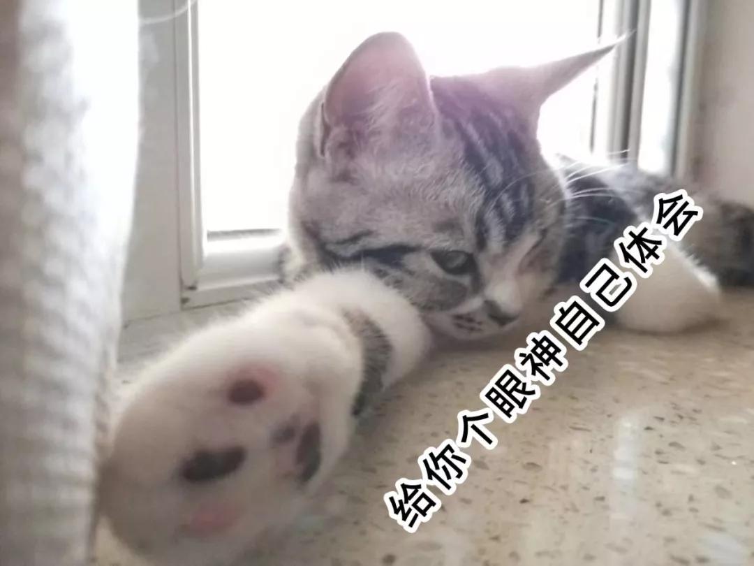 板块龙头暴跌涨停潮,总龙头高位缩量跌停意味什么