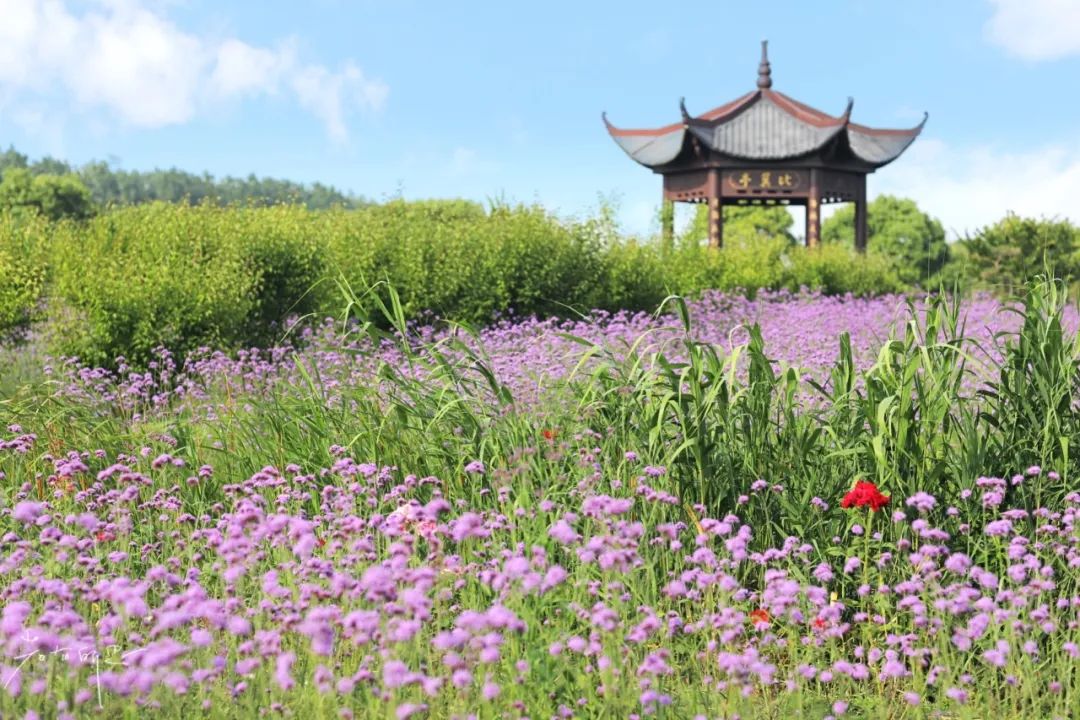 娌欏娴滈鏅尯鑺辨捣,娌欏娴滅殑绱壊鑺辨捣