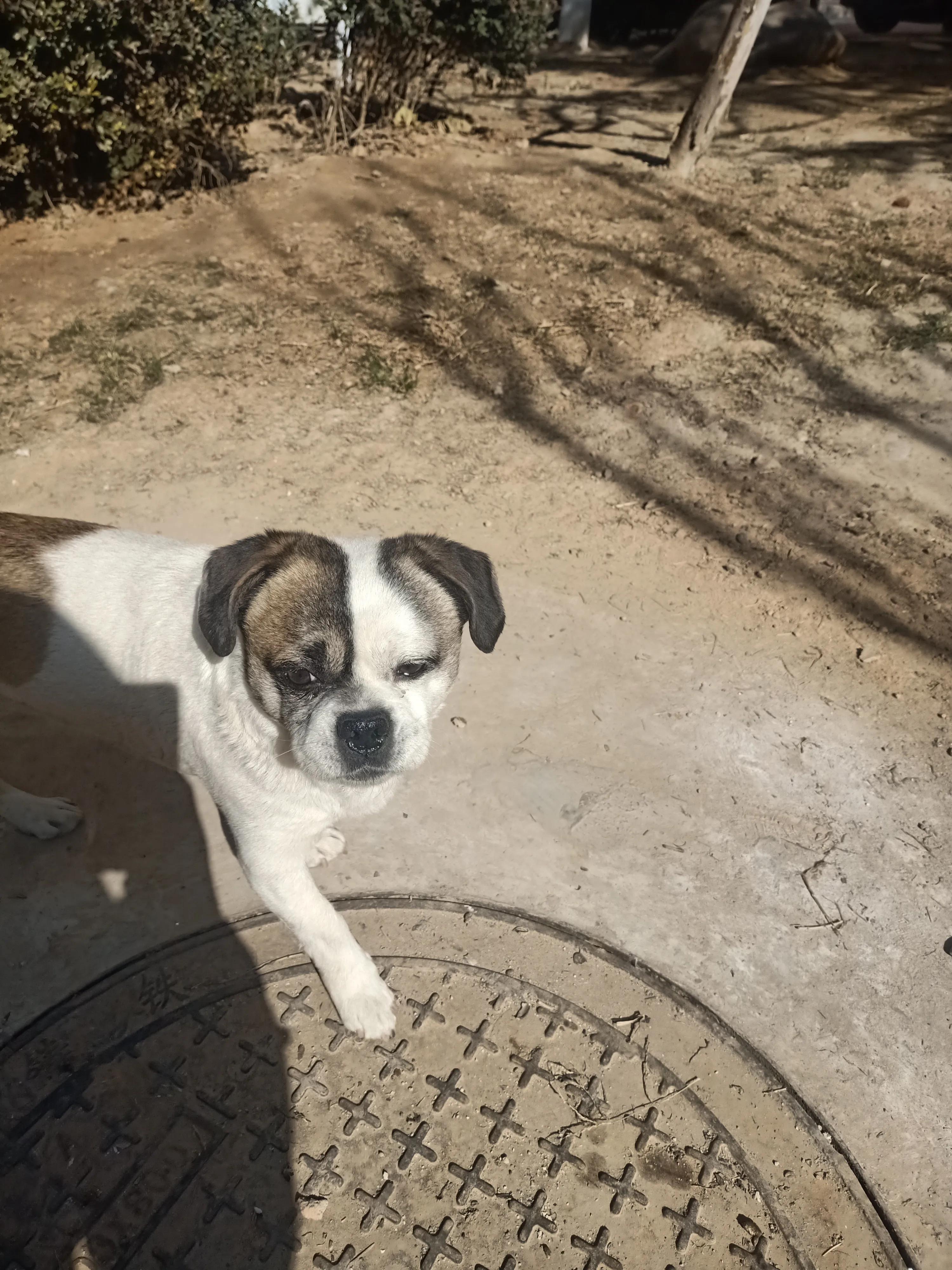 狗狗没有地方养了，怎么办？