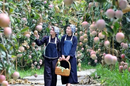 百色金黄芒果,芒果飘香百色