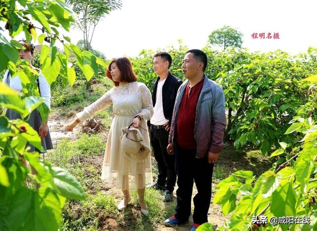 咸阳人：周末，到兴平摘桑葚走！