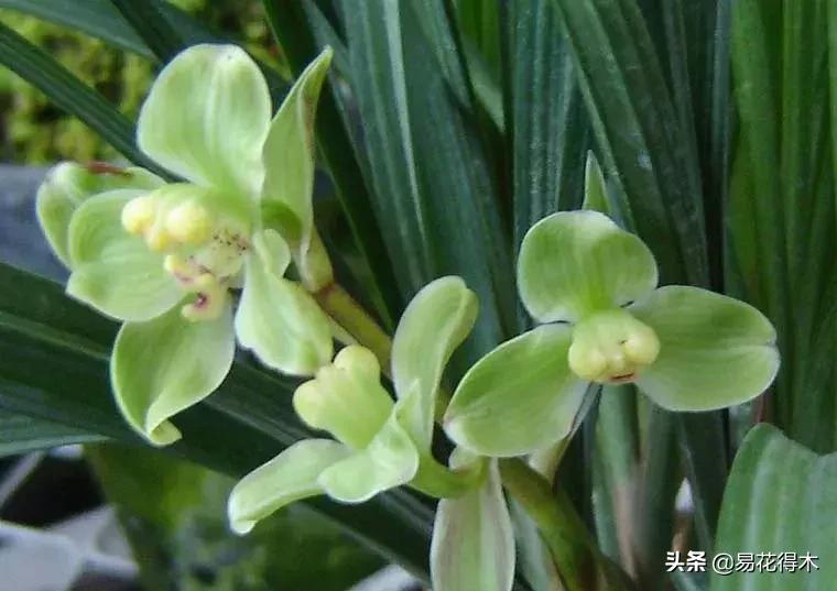 莲瓣兰的花和春剑的花有什么区别,春剑春兰莲瓣兰豆瓣兰怎么区分