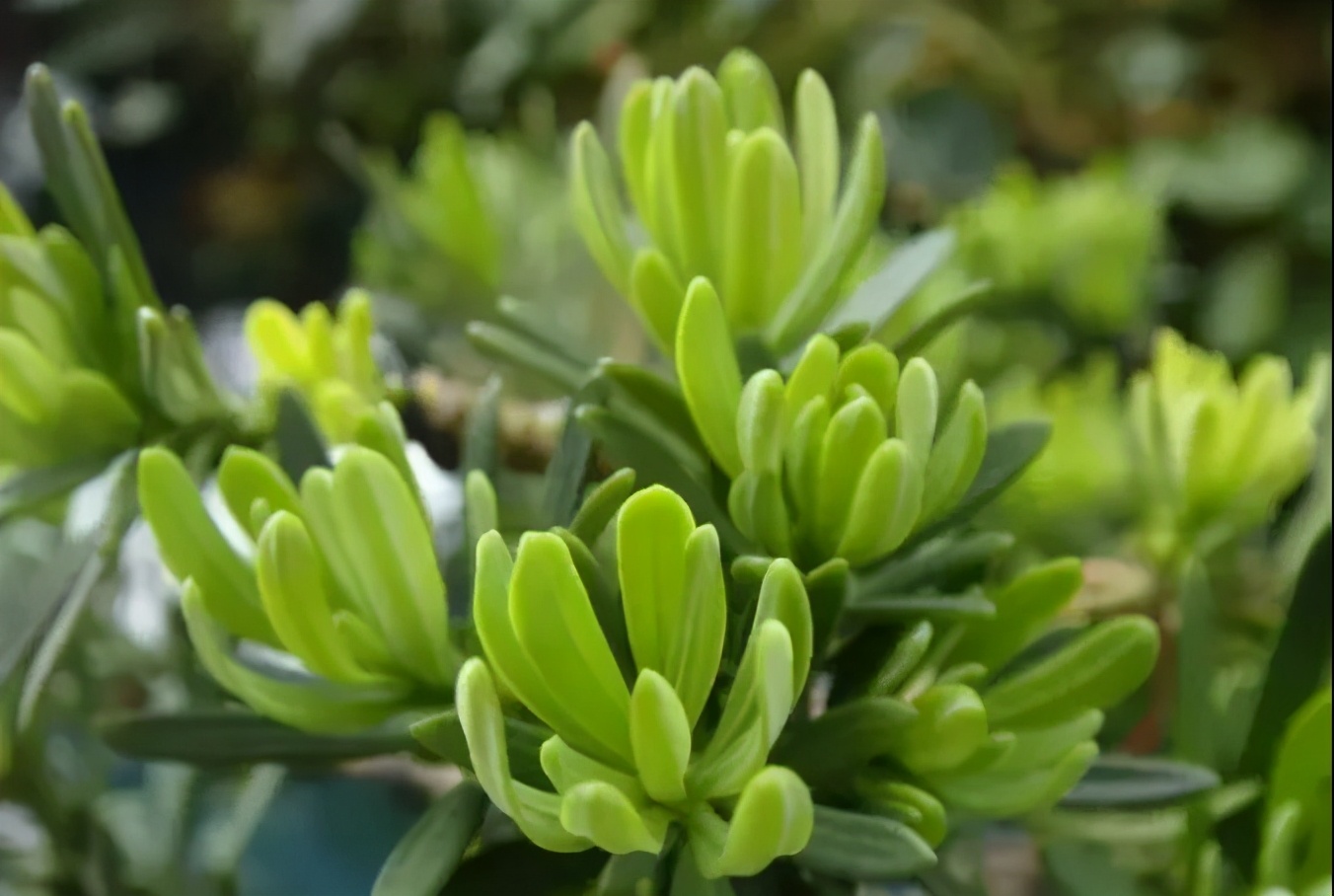 罗汉鱼常见品种,罗汉鱼十大品种排名