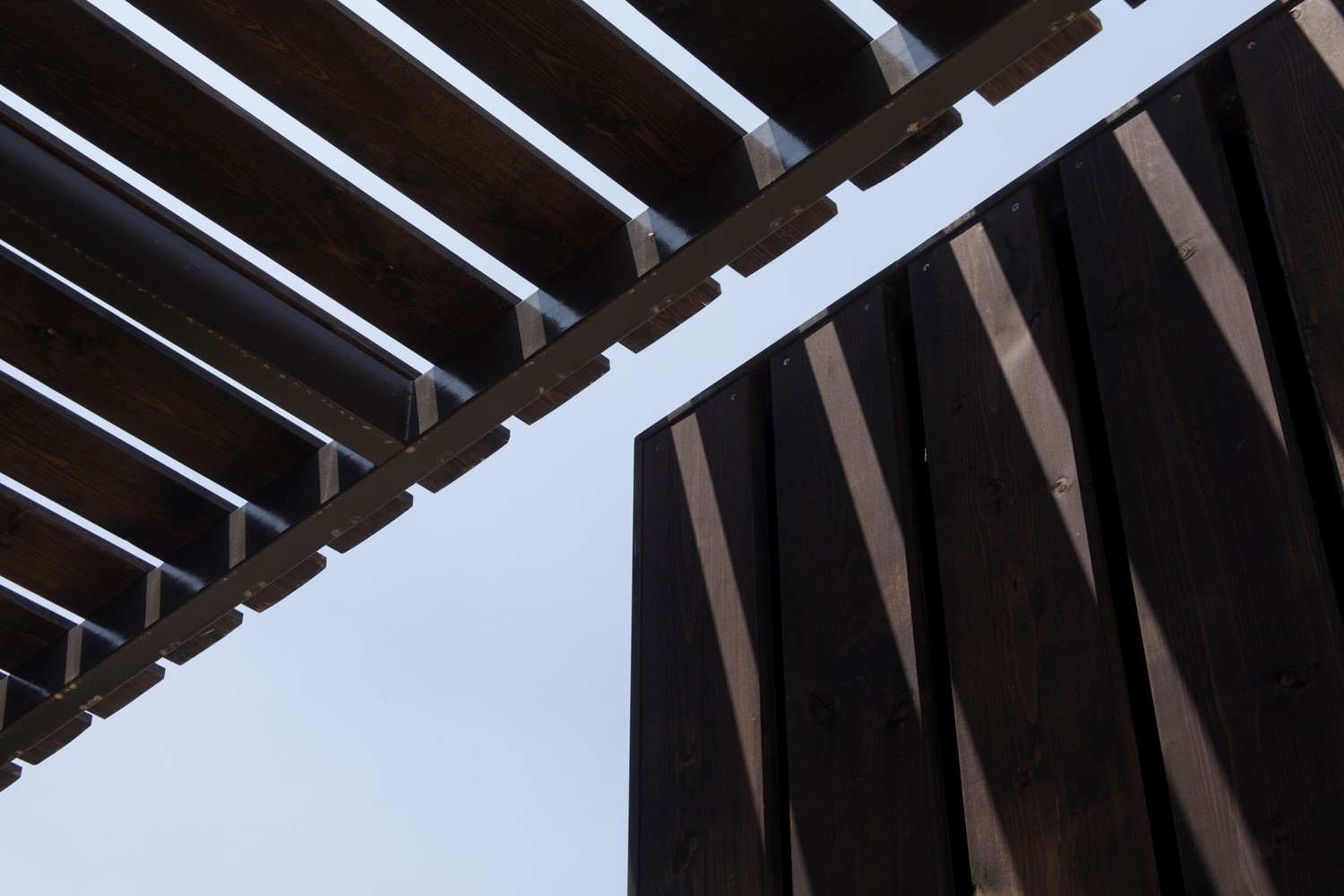 韩国蒲公英,韩国野生蒲公英的种植