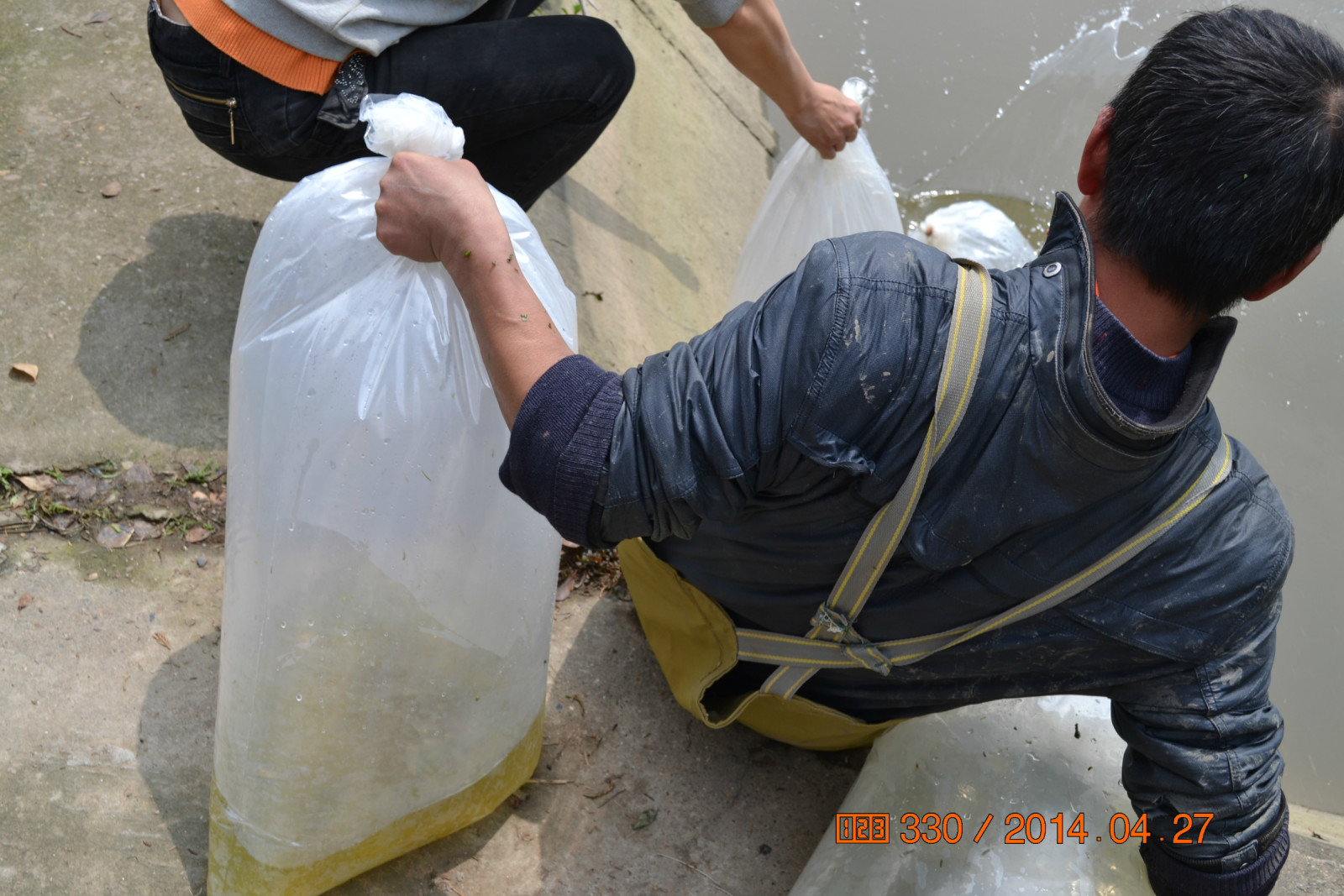锦鲤池养殖方法图解,锦鲤繁殖全过程纪录片