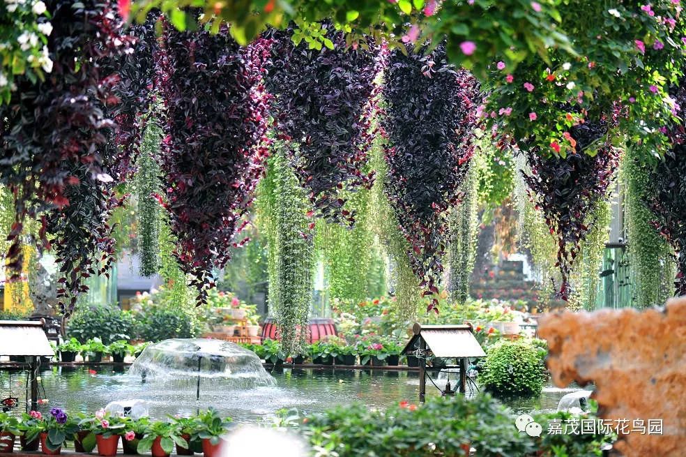 江阴嘉茂国际花鸟园,江阴嘉茂国际花鸟园什么时候再开