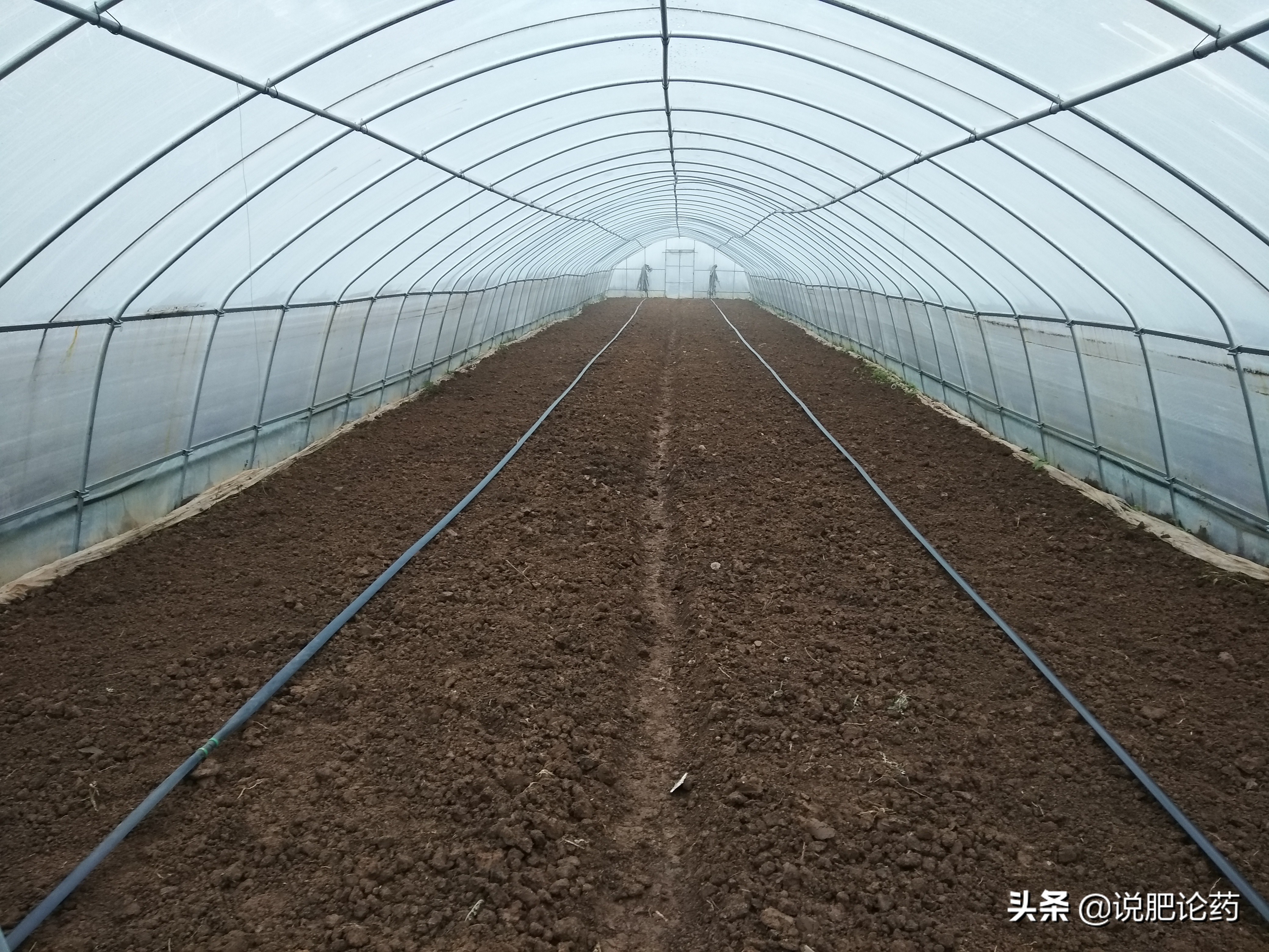 西瓜减肥最有效的方法,西瓜防病治病的特效药