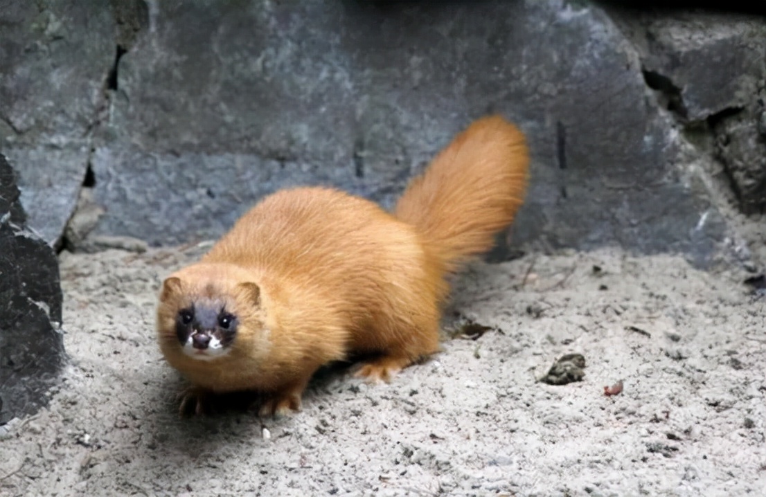 黄鼠狼讨封成精后怎么处理,黄鼠狼成精向人讨封怎么回答